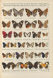 Exotic butterflies painting Pl087 - Otto Staudinger — artwork view