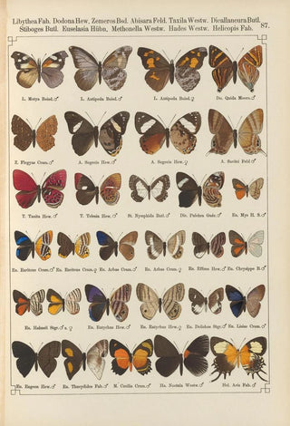 Otto Staudinger - Exotische schmetterlinge Pl087.webp