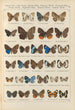 Exotic butterflies painting Pl088 - Otto Staudinger — artwork view