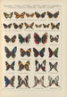 Exotic butterflies painting Pl089 - Otto Staudinger — artwork view
