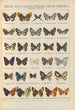 Exotic butterflies Pl090 - Otto Staudinger — artwork view