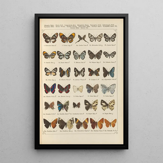 Otto Staudinger - Exotische schmetterlinge Pl090.webp