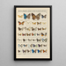Exotic butterflies painting Pl094 - Otto Staudinger — framed artwork on a wall