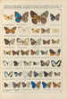 Exotic butterflies painting Pl094 - Otto Staudinger — artwork view