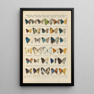 Otto Staudinger - Exotische schmetterlinge Pl095.webp