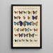 Exotic butterflies painting Pl096 - Otto Staudinger — framed artwork on a wall