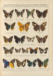 Exotic butterflies painting Pl098 - Otto Staudinger — artwork view