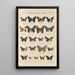 Exotic butterflies painting Pl099 - Otto Staudinger — framed artwork on a wall