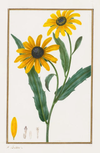Pancrace Bessa - Blackeyed Susan.webp