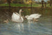 Zwanen en jonge zwanen - Patrick Downie — weergave van het kunstwerk