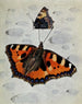 La Petite Tortue - Paul-André Robert — artwork view