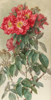 Branches de roses de coucou - Paul de Longpré — artwork view
