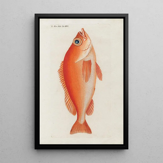 Peder Ascanius - Icones rerum naturalium ou figures enlumines dhistoire naturelle du nord Pl16.webp