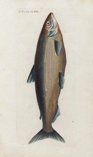 Peder Ascanius - Icones rerum naturalium ou figures enlumines dhistoire naturelle du nord Pl30.webp