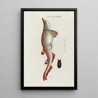 Peder Ascanius - Icones rerum naturalium ou figures enlumines dhistoire naturelle du nord Pl38.webp