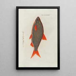 Peder Ascanius - Icones rerum naturalium ou figures enlumines dhistoire naturelle du nord Pl42.webp