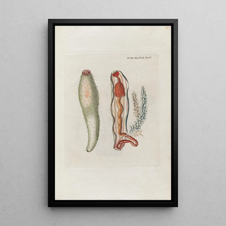 Peder Ascanius - Icones rerum naturalium ou figures enlumines dhistoire naturelle du nord Pl45.webp