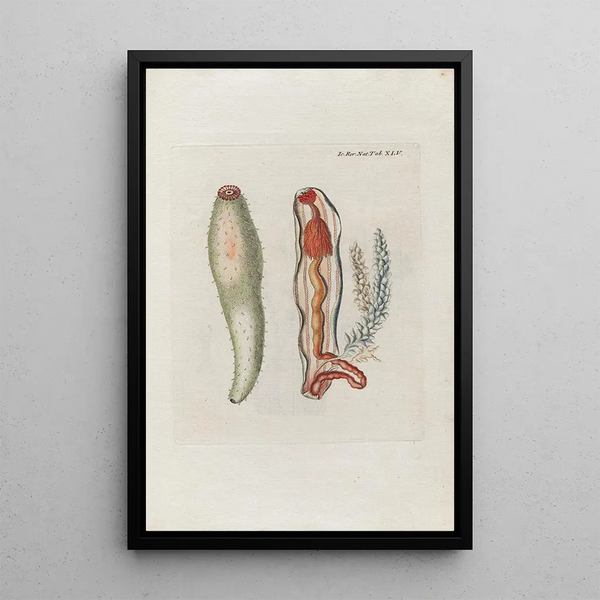 Peder Ascanius - Icones rerum naturalium ou figures enlumines dhistoire naturelle du nord Pl45.webp
