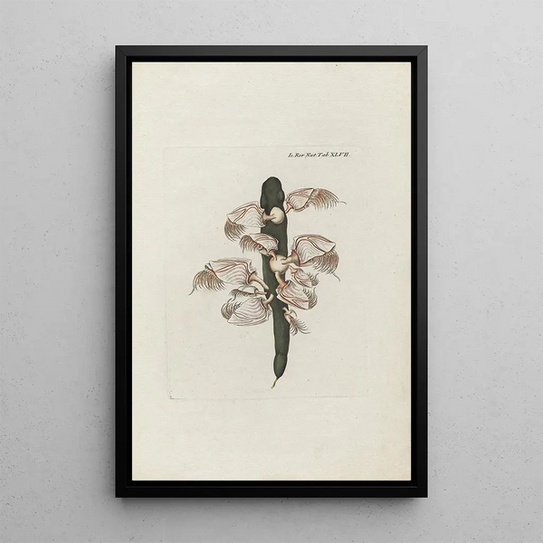 Peder Ascanius - Icones rerum naturalium ou figures enlumines dhistoire naturelle du nord Pl47.webp