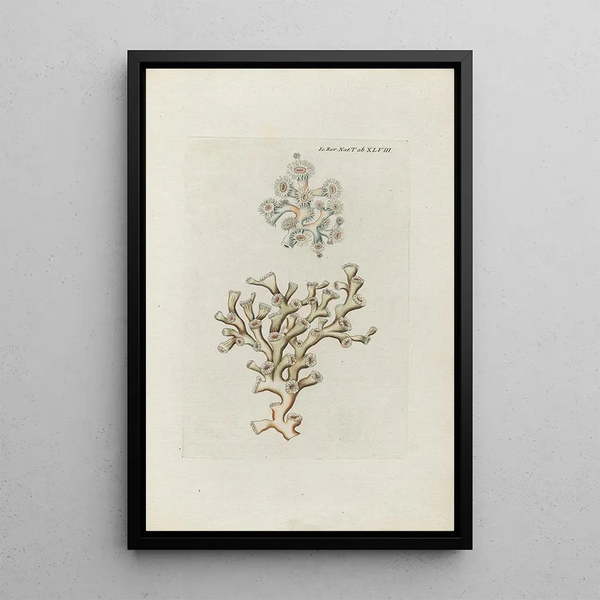 Peder Ascanius - Icones rerum naturalium ou figures enlumines dhistoire naturelle du nord Pl48.webp