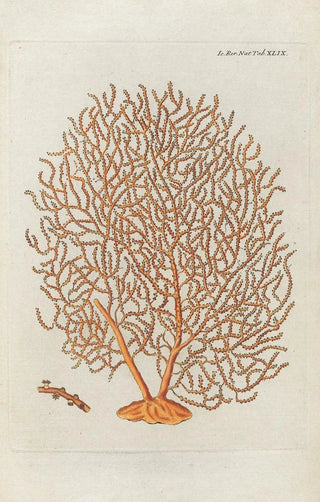 Peder Ascanius - Icones rerum naturalium ou figures enlumines dhistoire naturelle du nord Pl49.webp