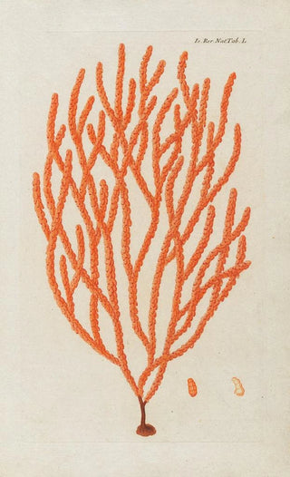 Peder Ascanius - Icones rerum naturalium ou figures enlumines dhistoire naturelle du nord Pl50.webp