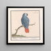 van een rood- en grijsstaartpapegaai (Psittacus erithacus) door Anselmus Botius de Boodt | Schilderij — ingelijst kunstwerk aan de muur