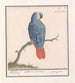 van een rood- en grijsstaartpapegaai (Psittacus erithacus) door Anselmus Botius de Boodt | Schilderij — weergave van het kunstwerk