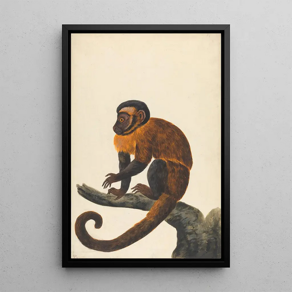 Peter Paillou the younger - A Capuchin.webp