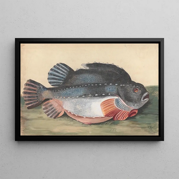 Peter Paillou the younger - Lumpsucker.webp