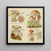 Kleine atlas van paddenstoelen Schilderij Pl 10 - Delachaux Niestle — ingelijst kunstwerk aan de muur