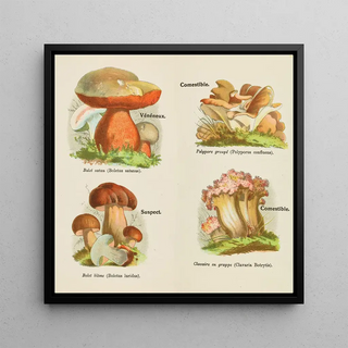 Petit atlas des champignons Pl 13 - Delachaux Niestle