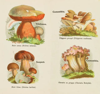 Petit atlas des champignons Pl 13 - Delachaux Niestle