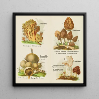 Petit atlas des champignons Pl 2 - Delachaux Niestlé