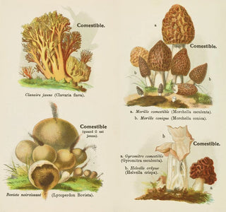 Petit atlas des champignons Pl 2 - Delachaux Niestlé