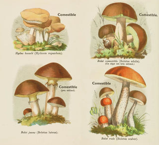 Petit atlas des champignons Pl4 - Delachaux Niestle