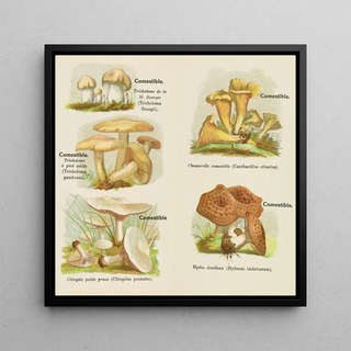 Petit atlas des champignons Pl5 - Delachaux Niestlé
