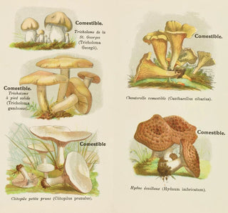 Petit atlas des champignons Pl5 - Delachaux Niestlé