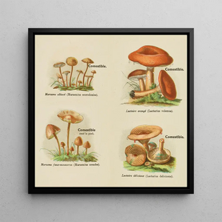 Petit atlas des champignons Pl7 - Delachaux Niestle
