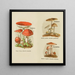 Kleine atlas van de paddenstoelen Pl8 - Delachaux Niestle — ingelijst kunstwerk aan de muur