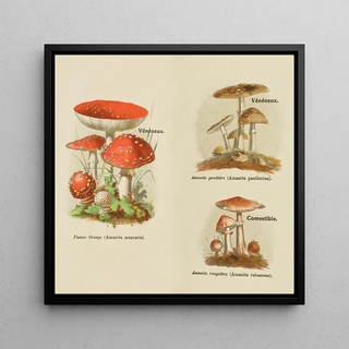Petit atlas des champignons Pl8 - Delachaux Niestle
