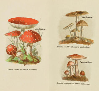 Petit atlas des champignons Pl8 - Delachaux Niestle