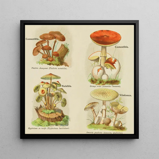 Petit atlas des champignons Pl9 - Delachaux Niestlé