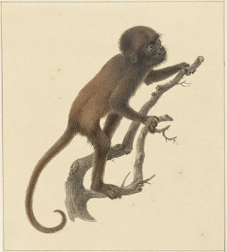 Petit singe - Pieter Pietersz Barbiers