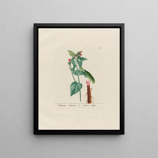 Petr Martynovich Gofman - Arctium Lappa.webp