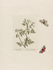 Conium maculatum - Petr Martynovich Gofman — weergave van het kunstwerk