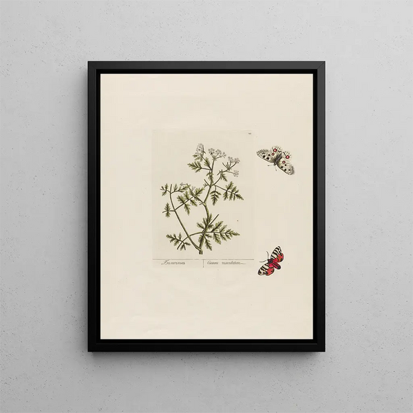 Petr Martynovich Gofman - Conium maculatum.webp