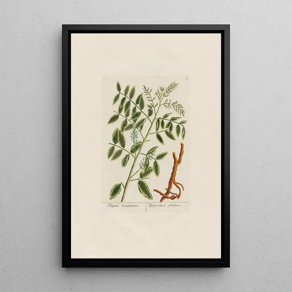 Petr Martynovich Gofman - Glycyrrhiza glabra.webp