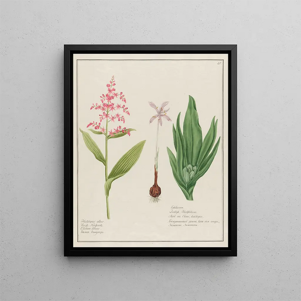 Petr Martynovich Gofman - Helleborus albus and Colchicum.webp