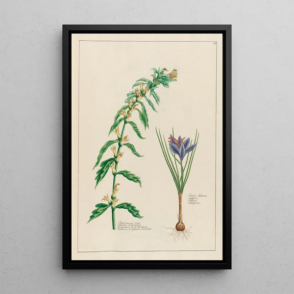 Petr Martynovich Gofman - Hyosciamus niger and Crocus Sativus.webp